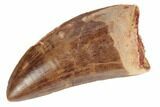 Serrated, Carcharodontosaurus Tooth - Real Dinosaur Tooth #191994-1